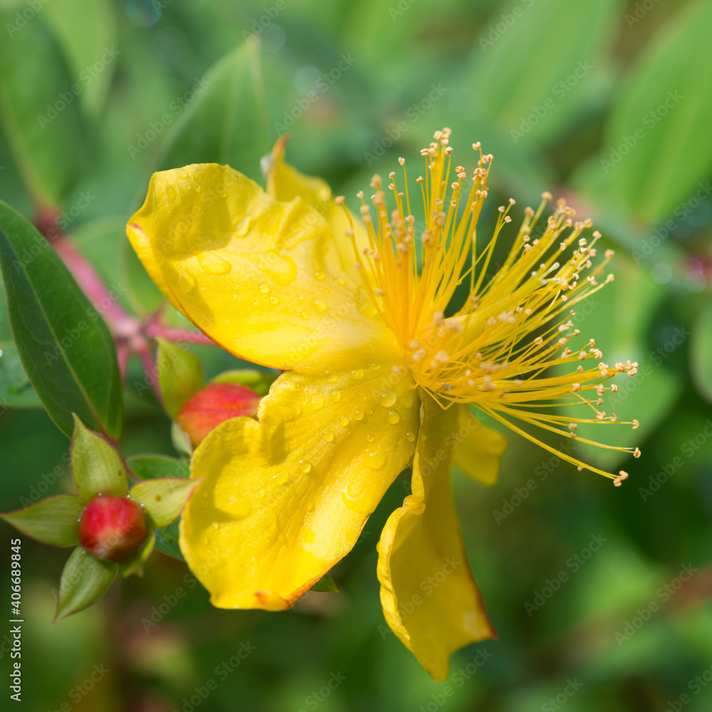 Fototapeta premium Yellow flower Hypericum perforatum close up