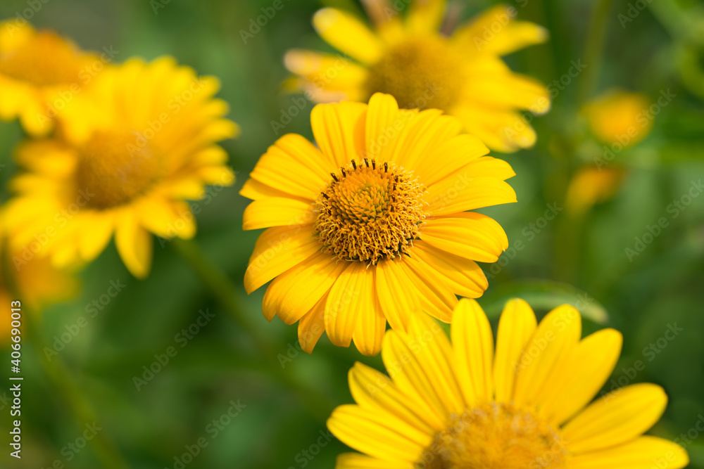 Flowers Heliopsis in the Garden Flowers Heliopsis in the Garden