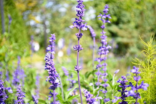 Selective focus of lavender flowers on green background