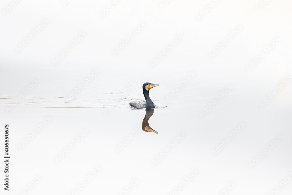 Fototapeta premium Great cormorant on a bright day