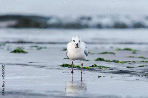 蟹を捕えたズグロカモメ(Saunders's gull) photo