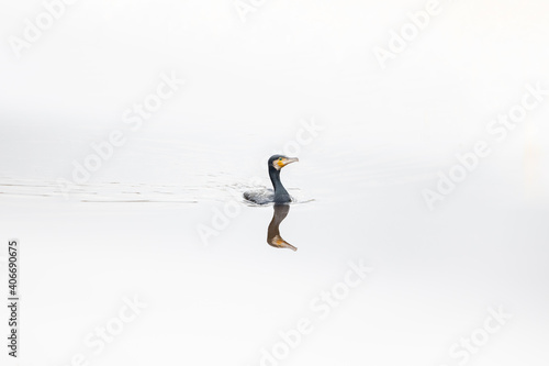 Great cormorant on a bright day photo