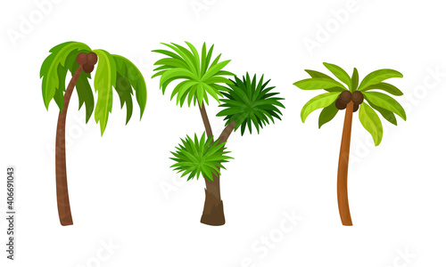 Palm Growth Plants with Frond Leaves on Top of Unbranched Stem Vector Set