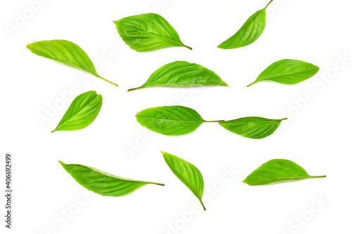 green leaves isolated on white background