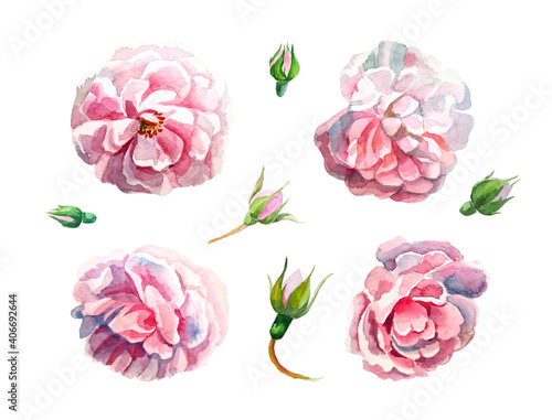 Hand painted watercolor elemets collection. Set of beautiful pink flowers and buds isolated on white background