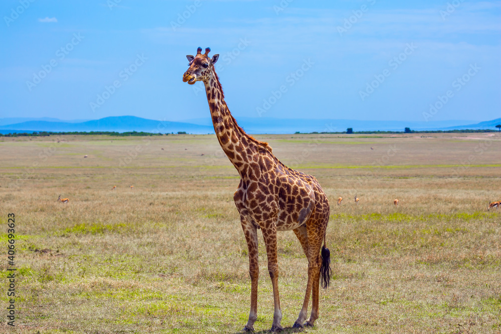 Obraz premium Giraffe in african savannah
