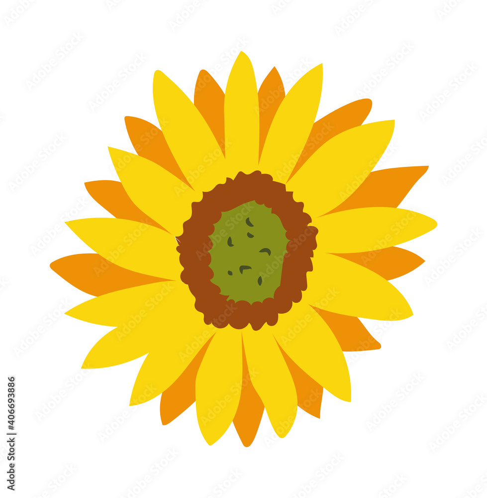 Fototapeta premium Sunflower flower isolated stock illustration