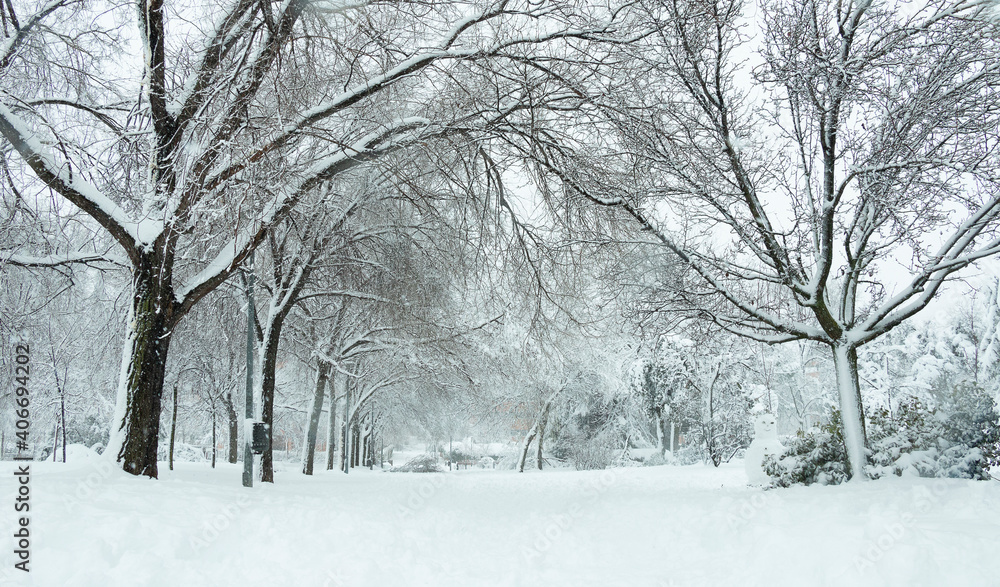 trees in the snow