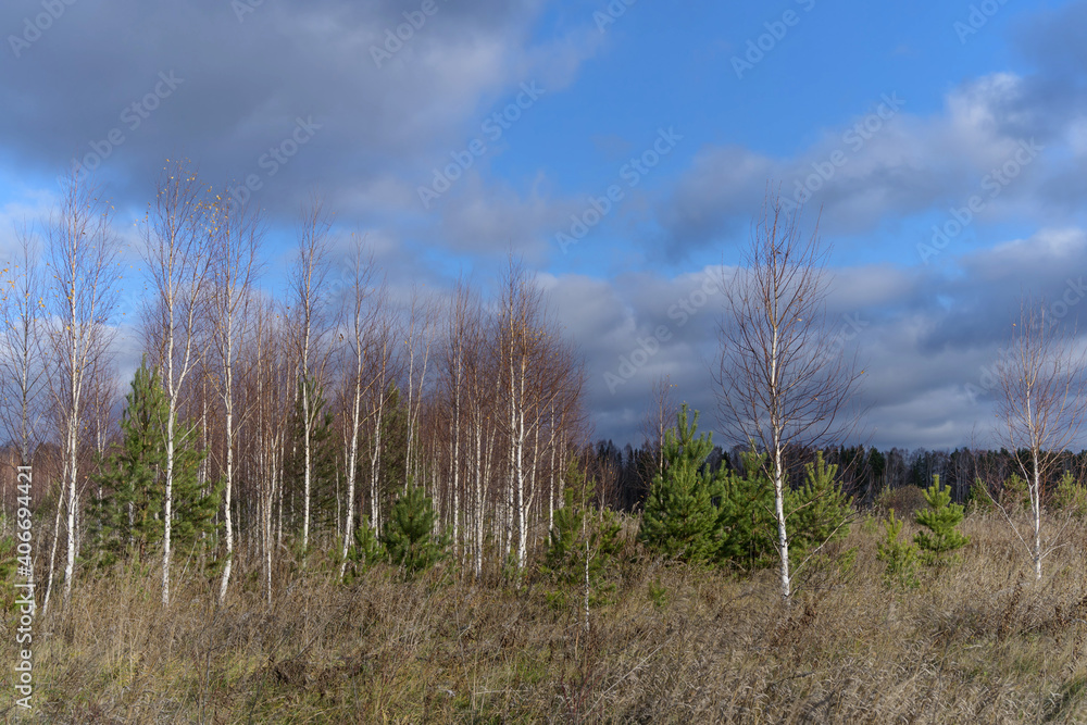 grass and sky. autumn forest without leaves and yellow dry grass. beautiful blue sky with white clouds. clear warm autumn day in the forest. white birches and green young pines grass and sky. autumn forest without leaves and yellow dry grass. beautiful blue sky with white clouds. clear warm autumn day in the forest. white birches and green young pines