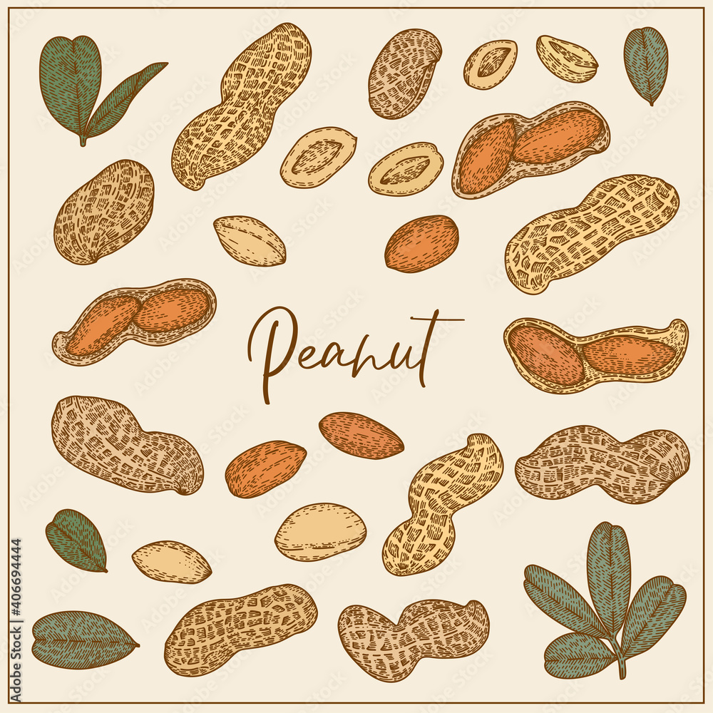 Set with Peanut, nuts and leaves. Graphic hand drawn engraving style. Botanical illustration for packaging, menu cards, posters, prints. Set with Peanut, nuts and leaves. Graphic hand drawn engraving style. Botanical illustration for packaging, menu cards, posters, prints.