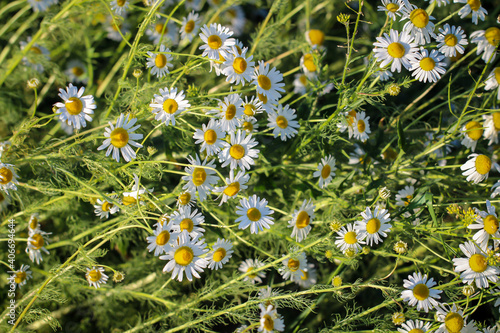 Viele Kamillenblüten am Rand eines Feldes. photo