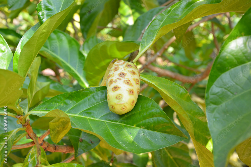 one isolated noni fruit in the middle of leaves in sunny day one isolated noni fruit in the middle of leaves in sunny day