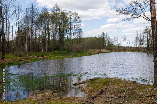 lake in the forest in spring