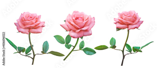 Pink Rose flowers isolated on white background for love wedding and valentines day