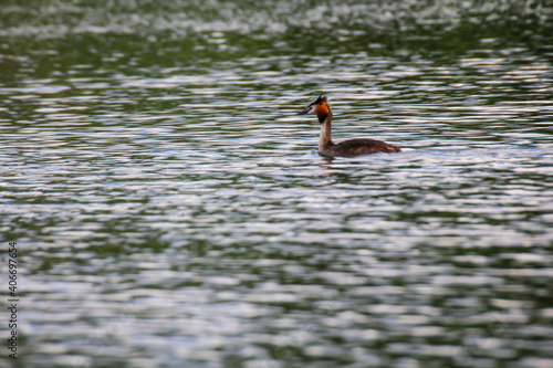 Ein Haubentaucher schwimmt auf einem Teich.
 photo