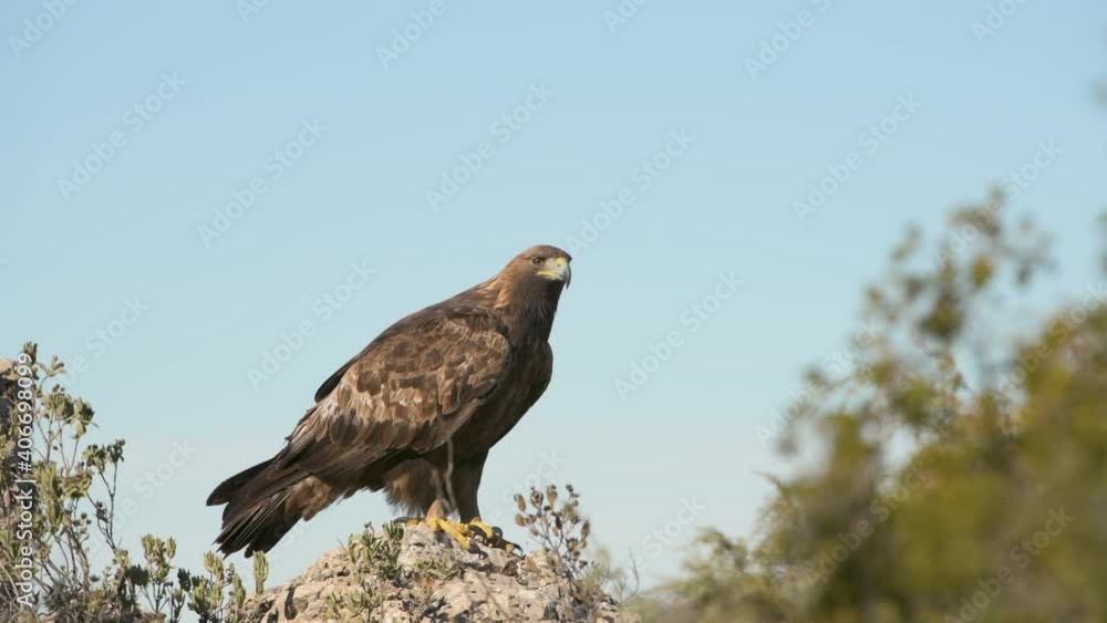Golden Eagle (Aquila chrysaetos), female, on the rock of the top of a mountain, Alicante province, Costa Blanca, Spain Golden Eagle (Aquila chrysaetos), female, on the rock of the top of a mountain, Alicante province, Costa Blanca, Spain