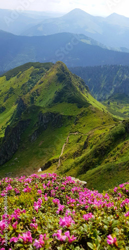 Blooming mountains - Maramures or Marmarosi region