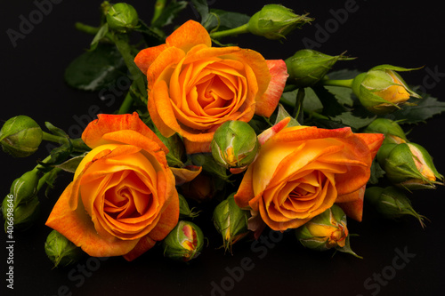 Beautifull orange roses isolated on black background. Copy space