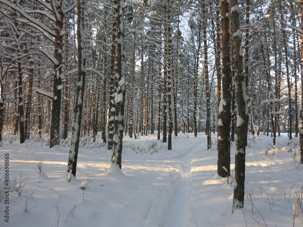 Winter park, snow, pine trees. Winter park, snow, pine trees.