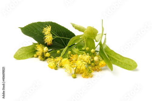 Fresh flowers and leaf of linden isolated on white background