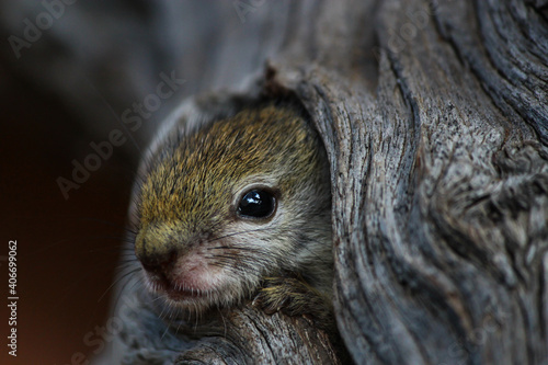 Extreme closeup of a baby African Tree Squirrel s head looking out its nest in an old dead tree.
