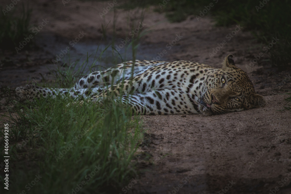 Obraz premium A big male leopard laying in the road while the eyes lock with the camera, Greater Kruger. 