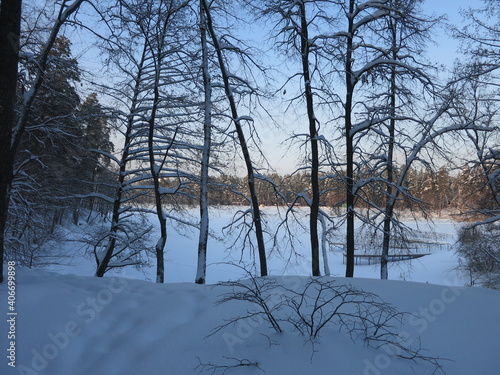 Winter park, snow, pine trees.