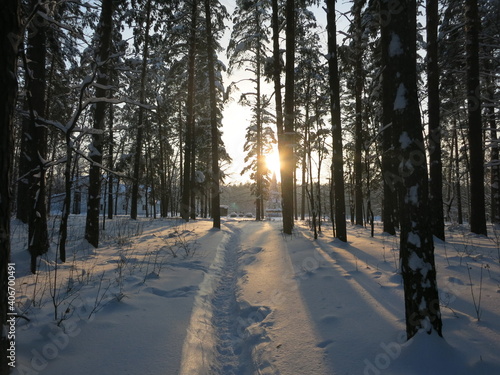 Winter park, snow, pine trees.