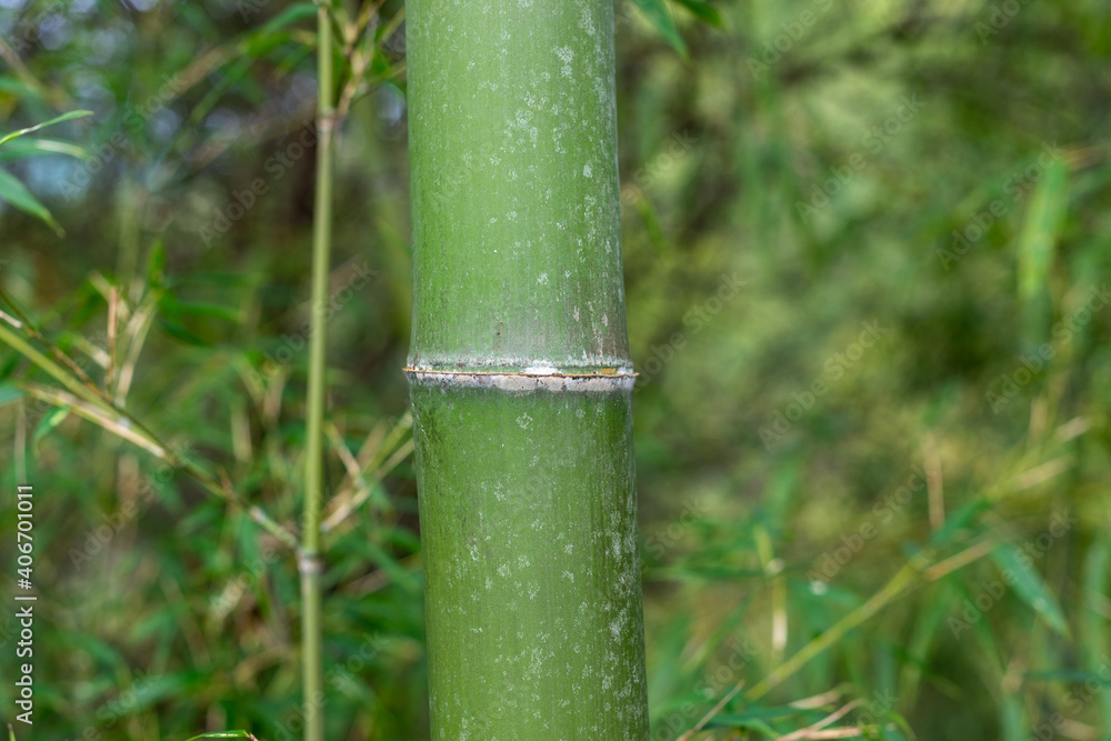 Obraz premium Close-up of bamboo trunk