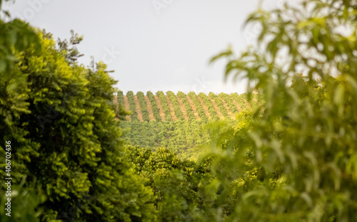 Portão, Rio Grande do Sul, Brazil, January 2021. View of an orange plantation on a mountain in the rural area of the city of Portão.