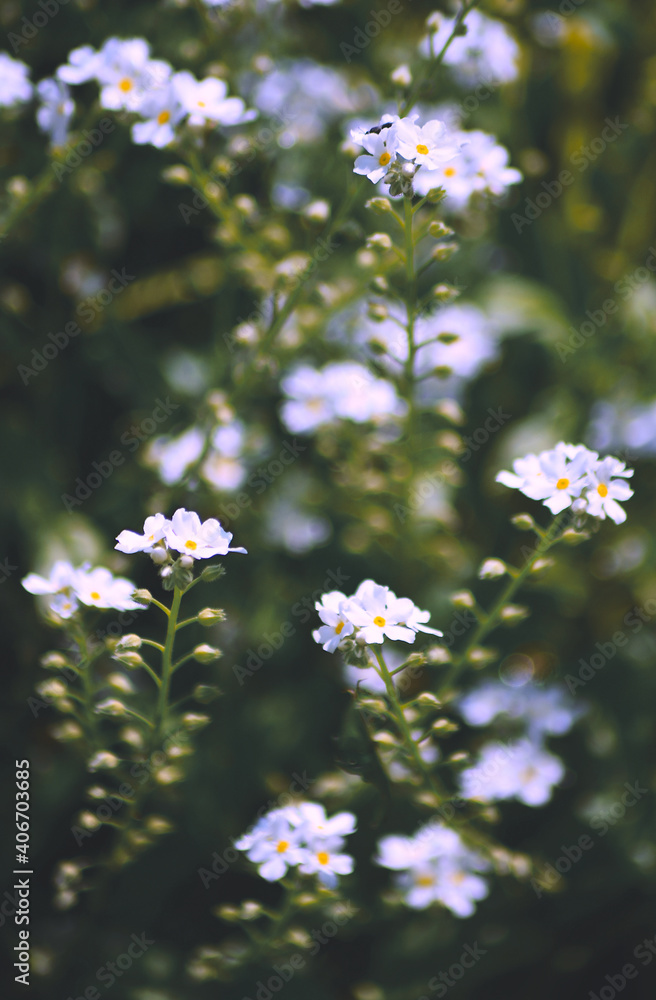 Small white flowers in a green meadow nature background Small white flowers in a green meadow nature background