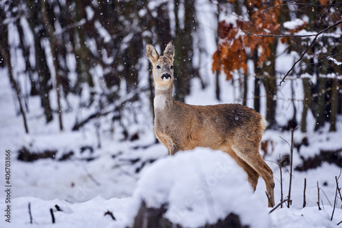 Roe deer in the snow