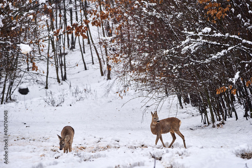 Roebuck in the snow