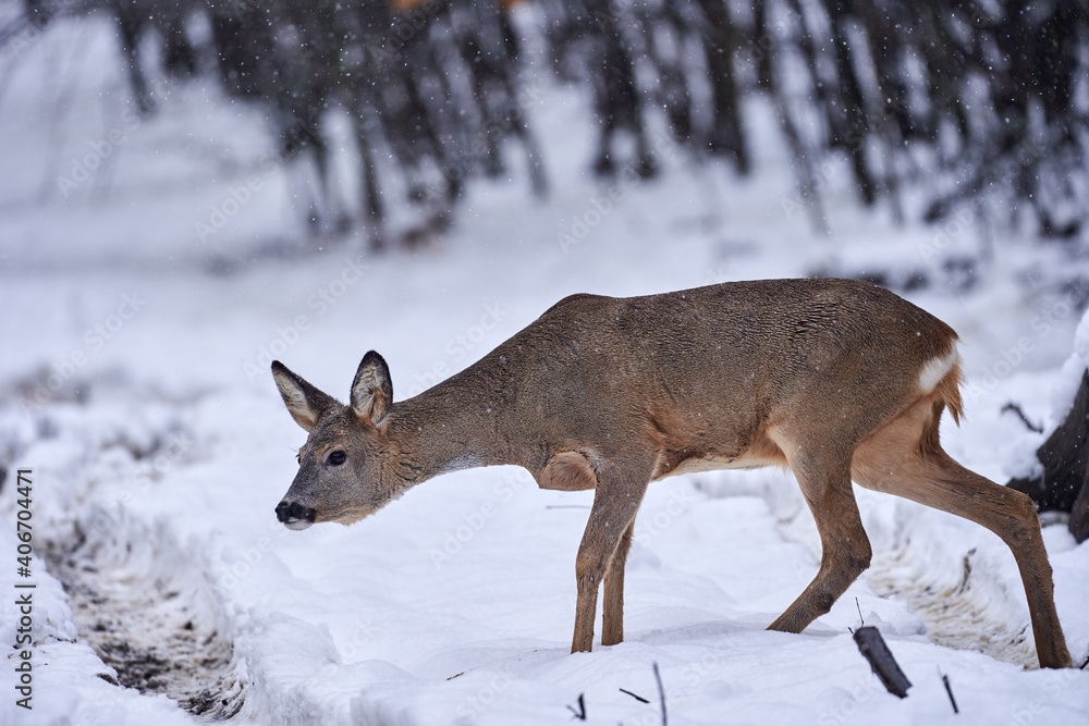 Roe deer in the snow