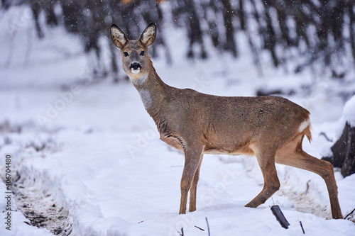 Fototapet Roe deer in the snow