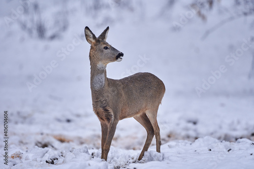 Roe deer in the snow