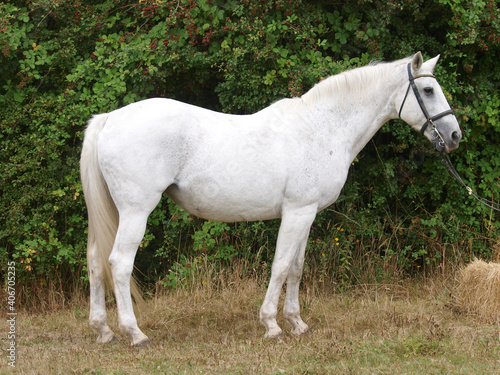 Grey Horse In Bridle © Nigel Baker