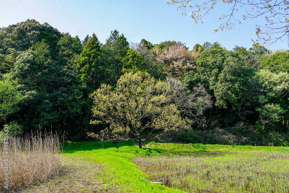 春の公園　爽やかなアシ原湿原の散策路　「神奈川県立四季の森公園」