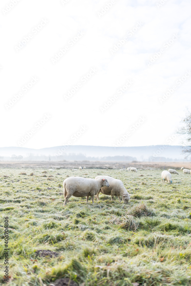 Schafe auf der Weide im Moorgebiet