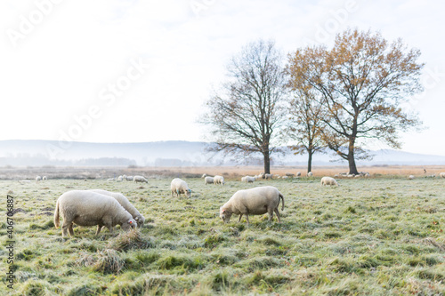 Schafe auf der Weide im Moorgebiet