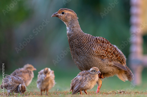 The grey francolin is a species of francolin found in the plains and drier parts of the Indian subcontinent