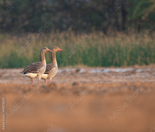 A pair of Greylag goose (male and female) perched in their natural habitat or grassland