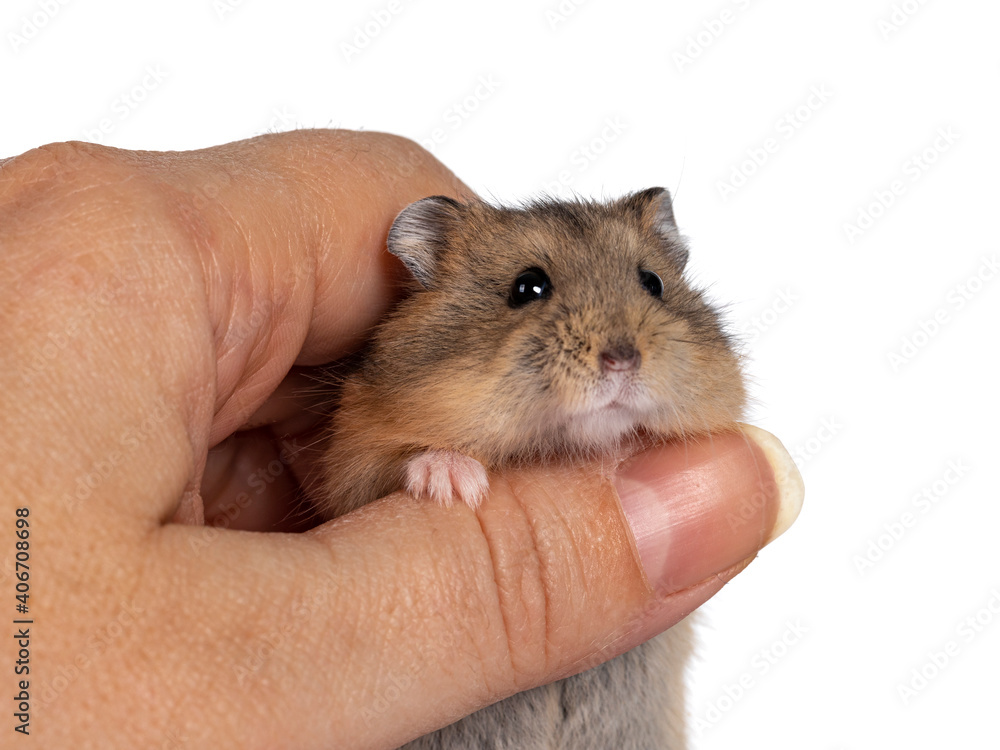 Cute baby hamster being held in human hand. Looking towards camera. Isolated on white background. Cute baby hamster being held in human hand. Looking towards camera. Isolated on white background.