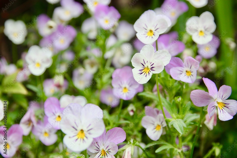 ビオラの花 ビオラの花