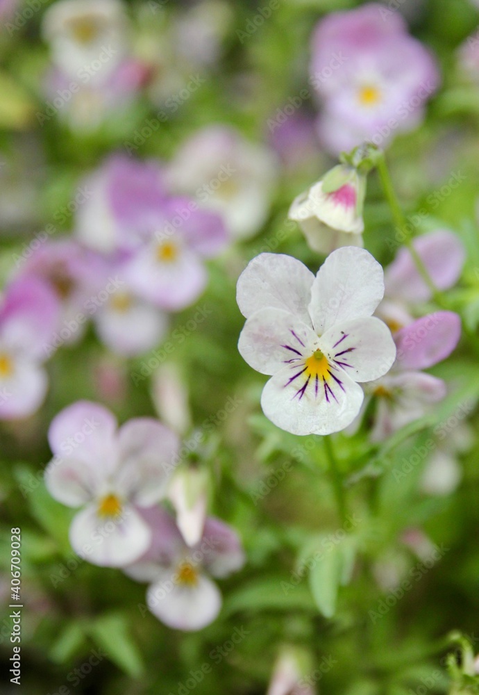 ビオラの花 ビオラの花