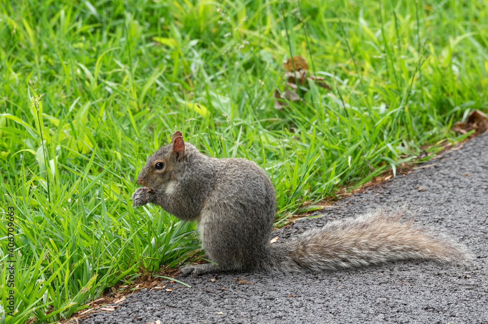 Obraz premium Gray Squirrel Outdoors