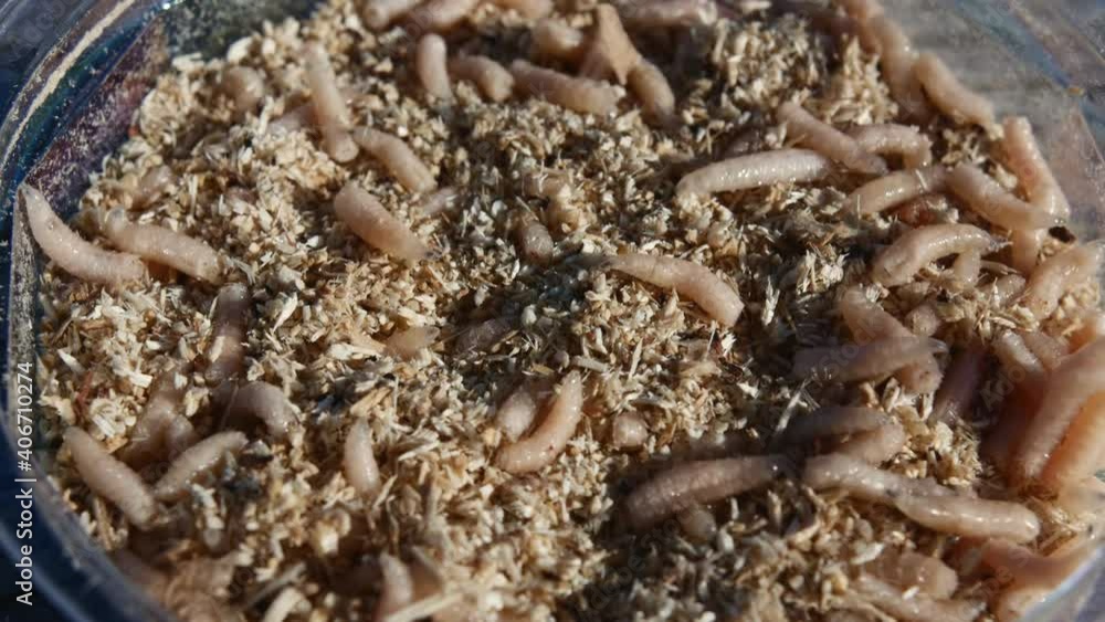 Worms and larvae move in a plastic plate. Maggot white, fish food. Worms and larvae move in a plastic plate. Maggot white, fish food.