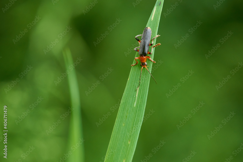 Naklejka premium Gemeiner Weichkäfer (Cantharis fusca) 