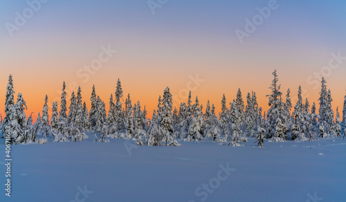 Sunset over a snow covered arctic pine forest in a winter wonderland.