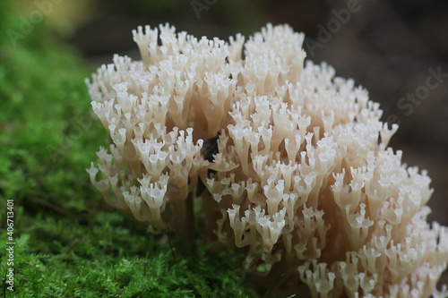 Artomyces pyxidatus  known as crown coral  crown-tipped coral fungus or candelabra coral  wild mushroom from Finland